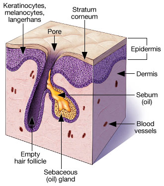 Microscopic Skin Pores